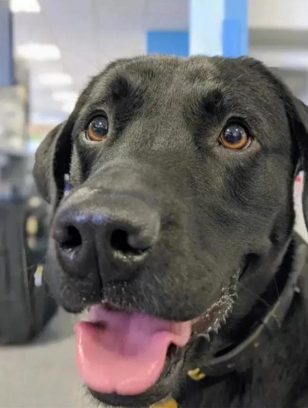 警犬上班“摸魚”被開除了，換了工作後卻很受歡迎：業務能力滿分