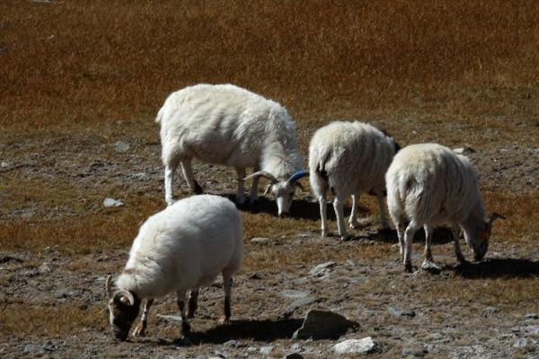 從天峻縣到木裡途中——陶玉和