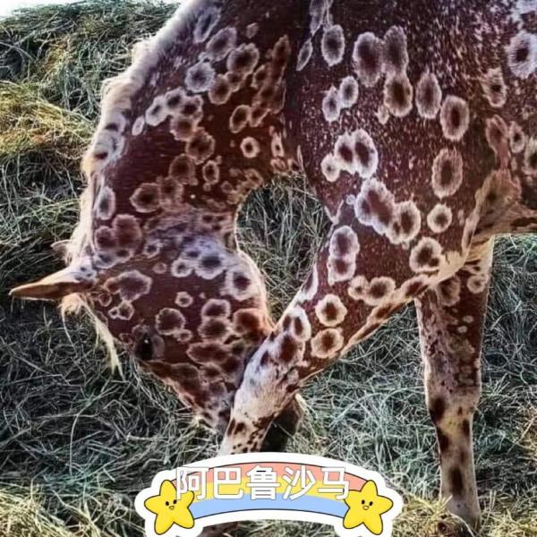 你見過斑點狗，但你見過斑點馬嗎