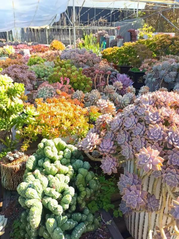 分享圖片，可愛的多肉們，收藏了