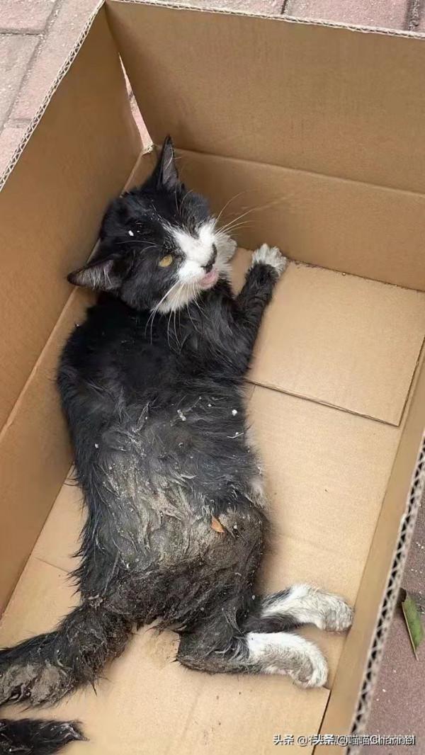 2021即將遠離,2022我要儘自己力量,為更多流浪小動物找到家庭 2021即將遠離,2022我要儘自己力量,為更多流浪小動物找到家庭