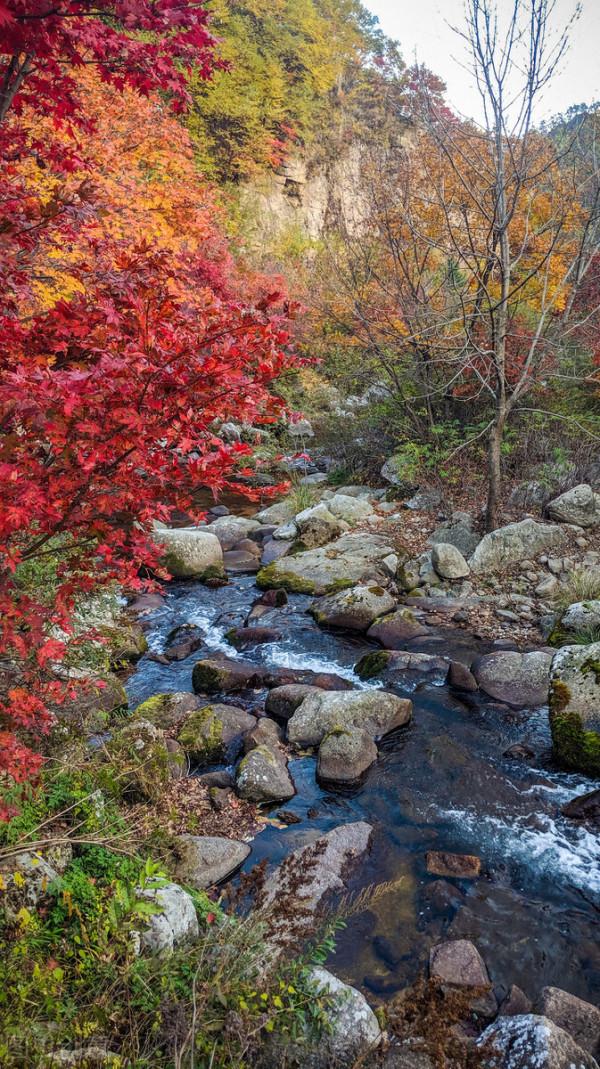 紅色才是中國秋天的主打色！這17處楓葉觀賞地，總有一個能驚豔你