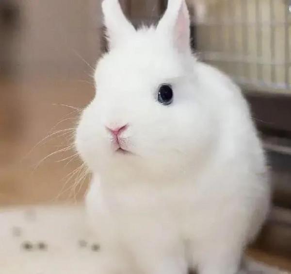 軟糯可愛的小兔兔，毛絨絨治癒力超強