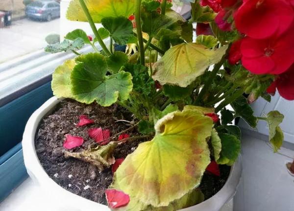 10種花，空氣再幹也別“噴水”，容易黃葉“掉花苞”