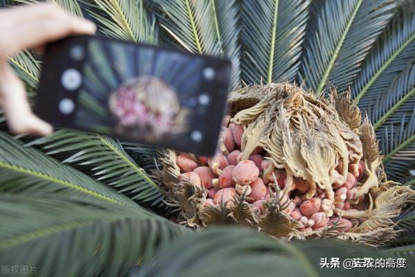 在鄉野分佈有5種野果,全都含有“劇毒”,遇到千萬不要採摘誤食 在鄉野分佈有5種野果,全都含有“劇毒”,遇到千萬不要採摘誤食