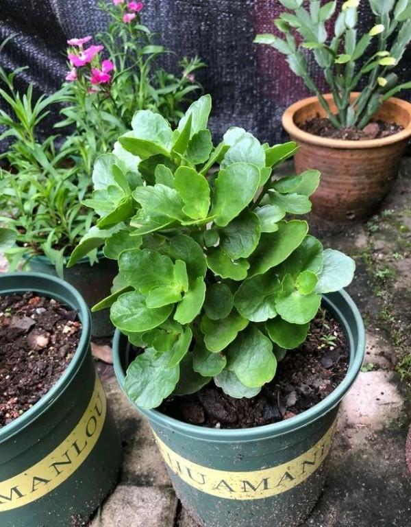 5種&OpenCurlyDoubleQuote;貴氣花&rdquo;，正月大降價，花市逛一圈，撿漏一大堆