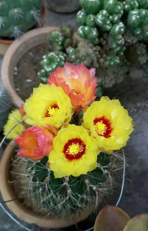 9種“懶人花”，適合小盆養，管得“少”一些，才能多開花