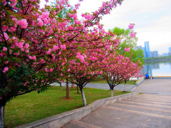 月湖晚櫻開得豔