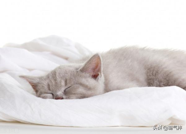 天氣冷了，貓主子流鼻涕是感冒還是鼻支了？這樣來區分和預防