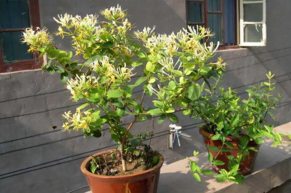 5種“養人”的健康花,家裡養一盆,淨化空氣養身體 5種“養人”的健康花,家裡養一盆,淨化空氣養身體