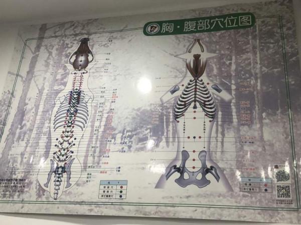 主人眼中的救命稻草——中醫，真的能給寵物帶來奇蹟嗎？