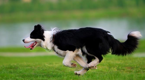 這些狗,一隻比一隻經典,都是很受歡迎的犬種 這些狗,一隻比一隻經典,都是很受歡迎的犬種