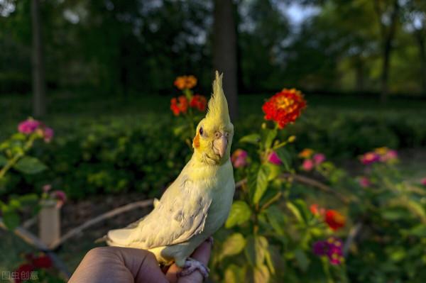 玄鳳鸚鵡雛鳥感冒吃什麼藥 玄鳳鸚鵡雛鳥感冒吃什麼藥