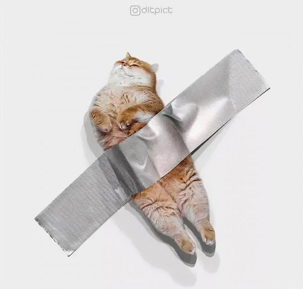 救命!國寶熊貓困在PS裡面了 救命!國寶熊貓困在PS裡面了