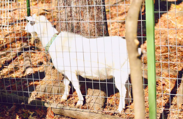 自帶濾鏡！最浪漫的秋天非她莫屬！