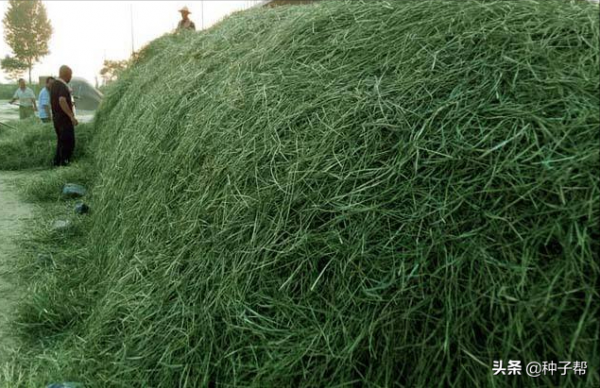 兔子愛吃的貓尾草，生長6-7年，飼用價值如何？畝產量能達多少？