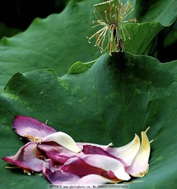 秋日殘荷（散文）