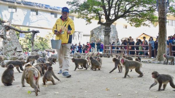 日本70年來首個母猴王!打跑公猴當上霸主,卻因";三角戀";地位不穩 日本70年來首個母猴王!打跑公猴當上霸主,卻因";三角戀";地位不穩