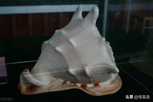 海螺也有國家保護?這幾種稀奇漂亮的海螺不能亂撿亂吃 海螺也有國家保護?這幾種稀奇漂亮的海螺不能亂撿亂吃