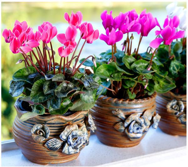 適合窮養的“5種花”，用小盆，少管一些更利於生長和開花