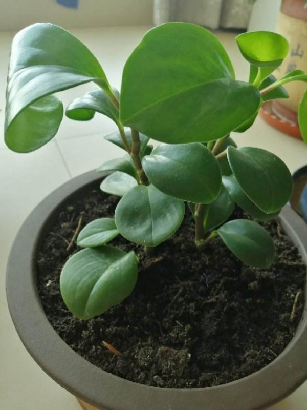 同樣在養豆瓣綠，鄰居養成老樁，憑什麼我的葉子就是發黃？