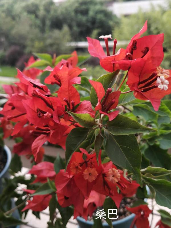 我的兩款紅色三角梅