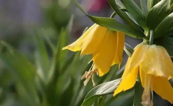 終於搞懂貝母這種植物了