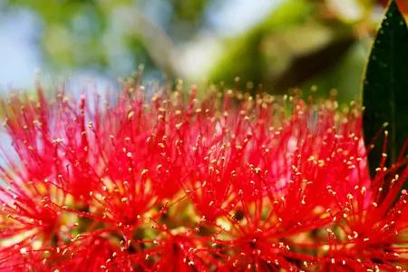 紅瓶刷，花象瓶刷紅豔豔，果象銅錢一串串，葉象柳葉隨風飄，美