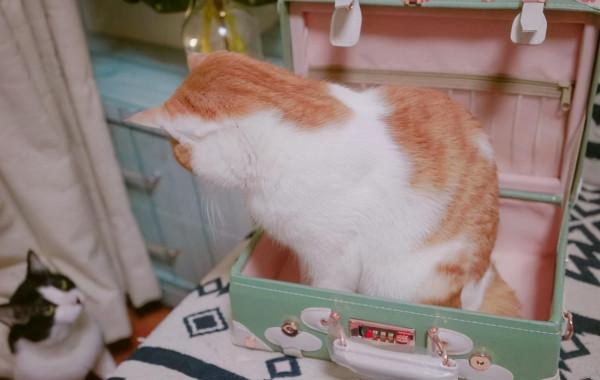 女大學生宿舍出現“禁用物品”?還可以下廚,男生:比我們還會玩 女大學生宿舍出現“禁用物品”?還可以下廚,男生:比我們還會玩