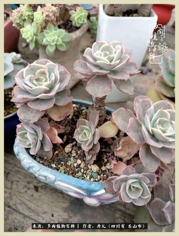 我的長生草秘密花園4：收集整理也是一種快樂