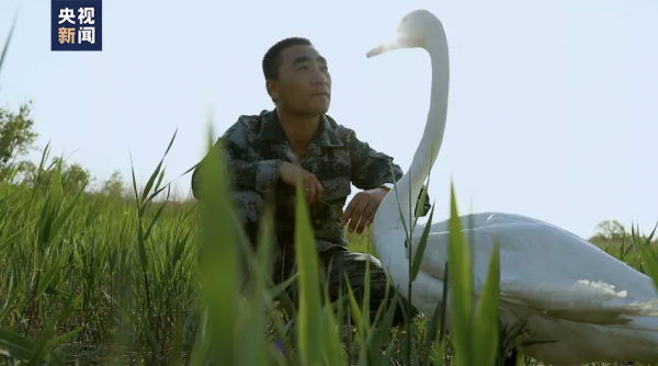 這隻天鵝成“團寵”，背後故事太有愛