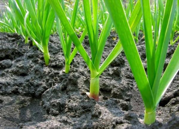大蒜出苗問題多，播種前做好這幾點，苗齊、苗壯又增產