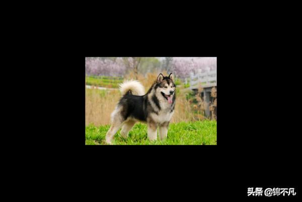 關於狗狗的9個真的和5個假的,你都知道嗎? 關於狗狗的9個真的和5個假的,你都知道嗎?