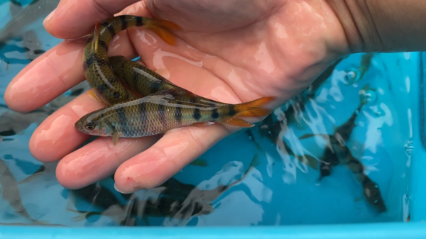 紅燒野生小溪魚，太鮮啦，這種魚在你家鄉叫啥？