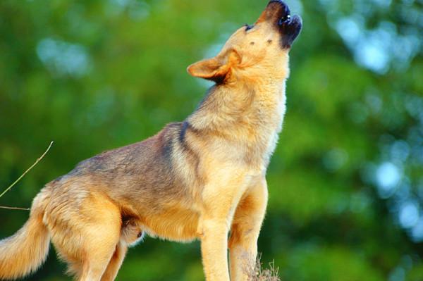 德國牧羊犬的四大品種，你知道哪些？