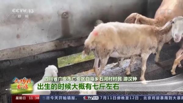 湖羊肉怎麼這麼好吃!跟著羊倌兒看看“羊村”的“巴適”生活 湖羊肉怎麼這麼好吃!跟著羊倌兒看看“羊村”的“巴適”生活