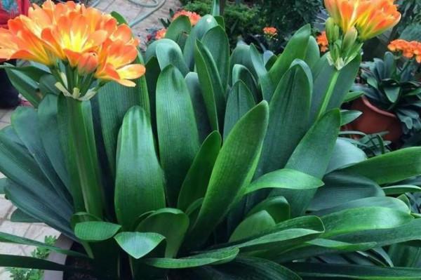 養好君子蘭，首先要改掉3個壞習慣，要不然長得慢、不開花