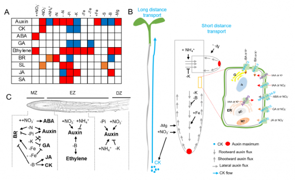 Mol Plant|德國研究人員綜述營養元素誘導的植物激素訊號,調控根系可塑性的機制 Mol Plant|德國研究人員綜述營養元素誘導的植物激素訊號,調控根系可塑性的機制