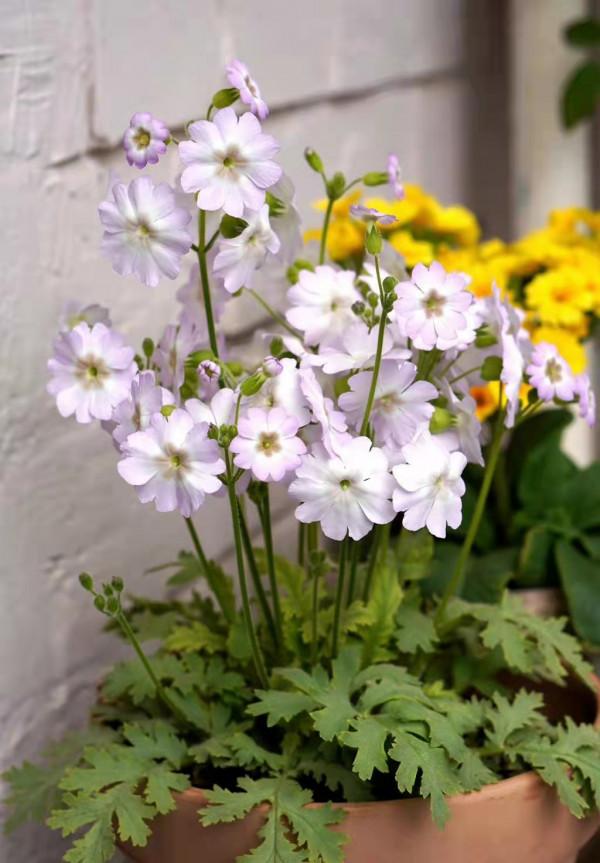 陽臺小？空間不夠？1個小招，讓你的家秒變私家花園