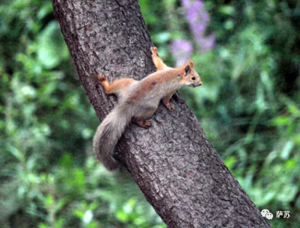 除了打日本鬼子，東北抗聯為啥還要跟山雞、松鼠、野兔周旋？