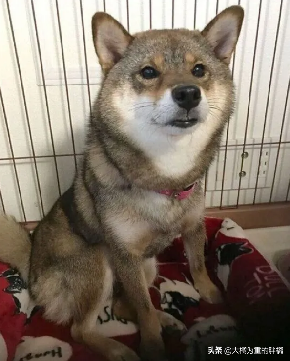 2歲柴犬成了“繁殖犬”,卻因一張傳單,女子花一週教它走路回家 2歲柴犬成了“繁殖犬”,卻因一張傳單,女子花一週教它走路回家