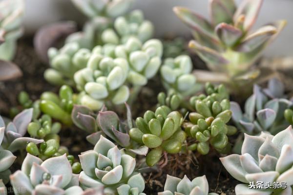 為啥新手總覺得自己養不好多肉，今天就跟大家嘮嗑嘮嗑