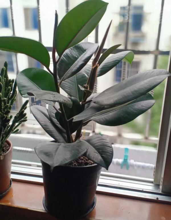 什麼綠植比較好養