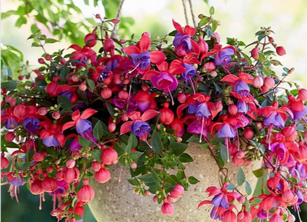 適合養在客廳的“6種吉祥花”，大氣有格調，高階上檔次