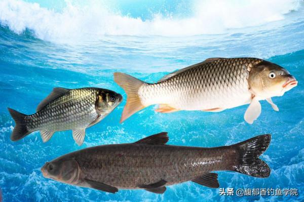 哪些魚類耐寒能力強？哪些魚類最耐熱？根據溫度來對魚進行分類