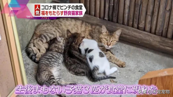 日本某網紅餐廳驚現巨型貓,網友:這麼大的貓是真實存在的嗎? 日本某網紅餐廳驚現巨型貓,網友:這麼大的貓是真實存在的嗎?