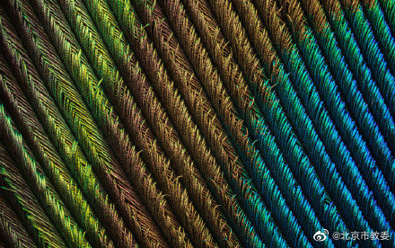 從珍貴的孔雀羽毛看“結構色” 從珍貴的孔雀羽毛看“結構色”