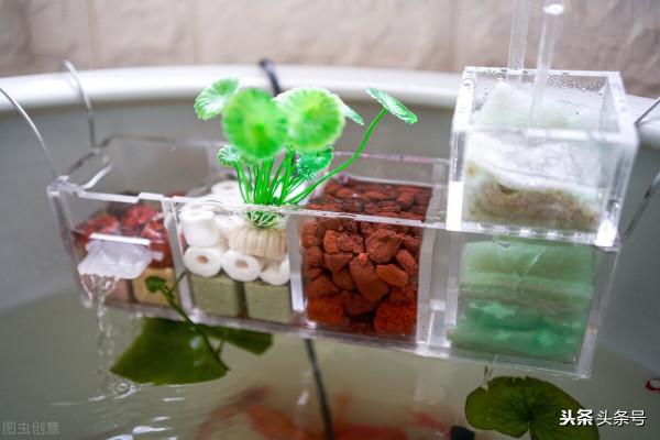 養魚常見的幾個問題 養魚常見的幾個問題