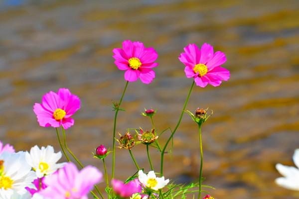 明天起,4個星座大度寬容,不斤斤計較,生活好轉,幸福指數上升 明天起,4個星座大度寬容,不斤斤計較,生活好轉,幸福指數上升