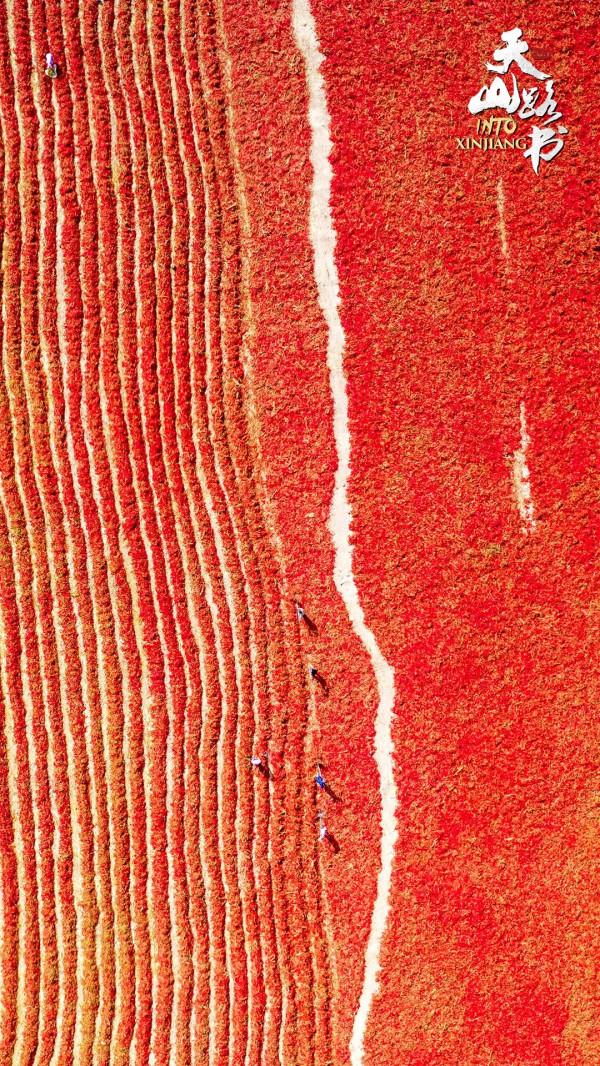 天山路書 | 走進新疆焉耆縣的一片“紅海”
